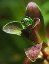 Red Ludwigia